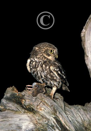 Little Owl DM0905